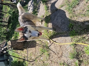 Vând 2 Husky Siberian - imagine 2