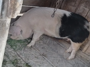 Porci de vânzare 