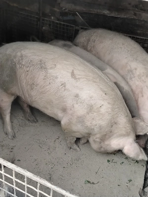 Porci de vânzare  - imagine 2
