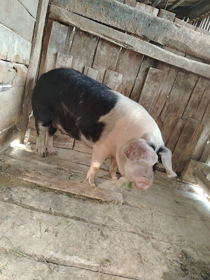 Porci de vânzare  - imagine 3