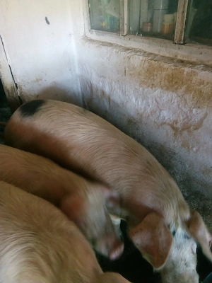 Vand porc gras  - imagine 2