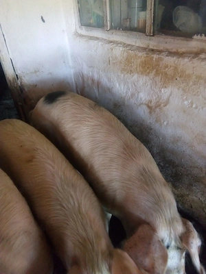 Vand porc gras  - imagine 3