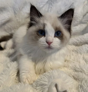 Ragdoll puiuți 
