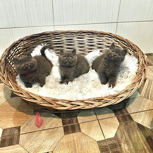 Pisici British shorthair
