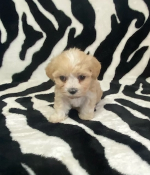 Vand bichon talie miny 6 saptamani