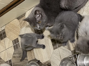Pisici British shorthair - imagine 2