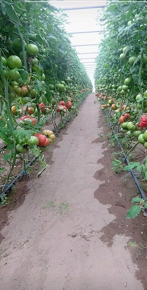 Vând roșii de solar producție românească 
