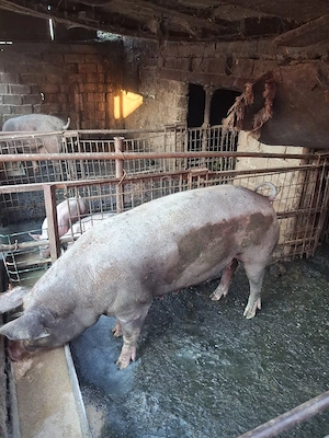 vind porci  230 kg - imagine 3