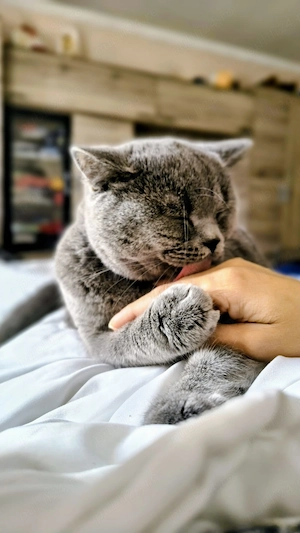 Disponibil pisica british shorthair  - imagine 2
