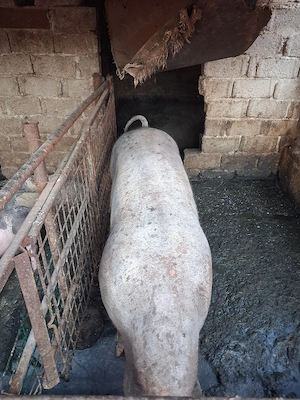 vind porci  230 kg - imagine 2