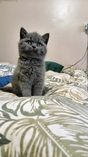 Disponibil pisica british shorthair 