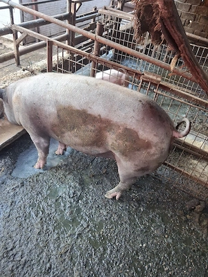vind porci  230 kg - imagine 4
