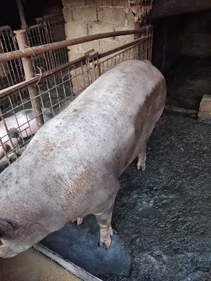 vind porci  230 kg