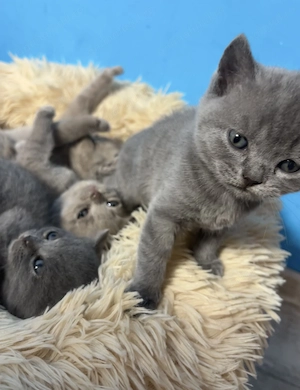 British       Shorthair