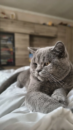 Disponibil pisica british shorthair  - imagine 2