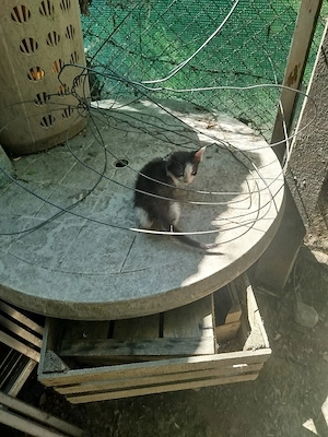 Pisoi drăgălași pentru adopție - imagine 3