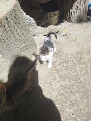 Pisoi drăgălași pentru adopție - imagine 2