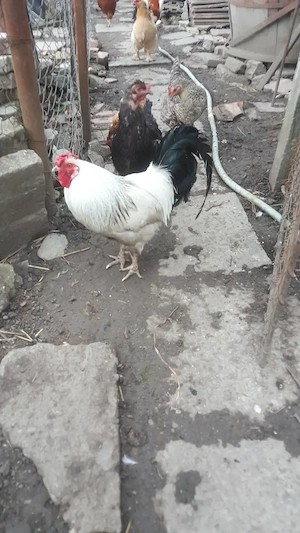   5 Gaini si un cocos de carne si oua - imagine 2
