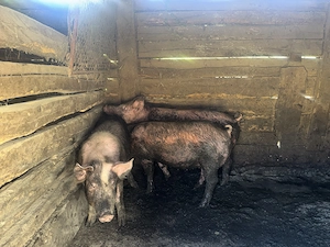 Porci de vânzare 