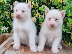 Husky siberian disponibile 