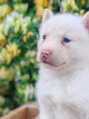 Husky siberian disponibile  - imagine 3