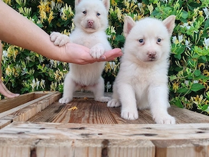 Husky siberian disponibile  - imagine 4