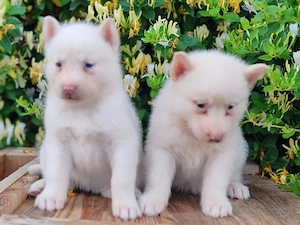 Husky siberian disponibile  - imagine 2