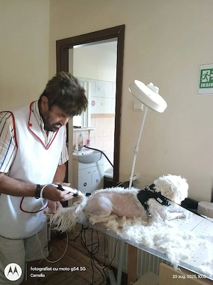 Aștept oferte angajare șef fermă sau medic veterinar pentru vaci lapte, oi, caprine, păsări 