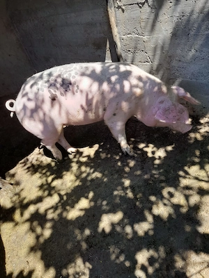 Vand porc de rasa