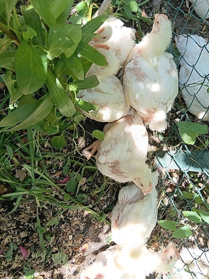 pui de gaina de carne