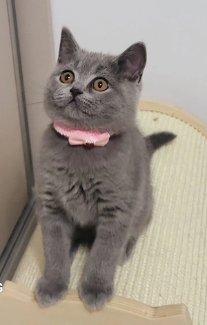 Fetita si baietel british shorthair!