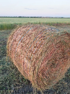 Vând baloți de lucernă rotunzi