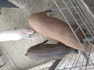 Porci și grăsuni mangalita de  vânzare  - imagine 4