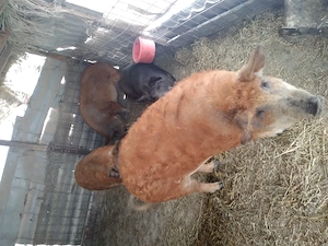 Porci și grăsuni mangalita de  vânzare  - imagine 3