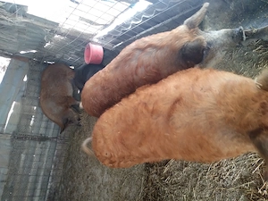 Porci și grăsuni mangalita de  vânzare  - imagine 2