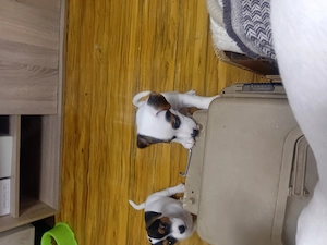 Jack Russel terrier  - imagine 4