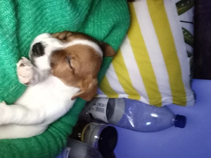Jack Russel terrier  - imagine 5