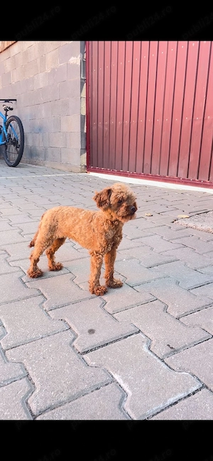 Pudel Mini toy 