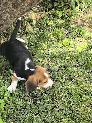 catelusi beagle tricolor  - imagine 5