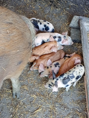 Scroafa duroc cu 7 purcei aproximativ 180 kg  - imagine 4
