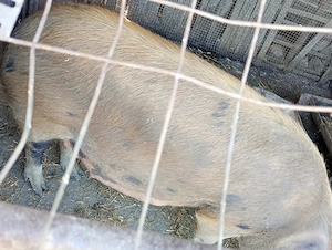 Scroafa duroc cu 7 purcei aproximativ 180 kg  - imagine 2