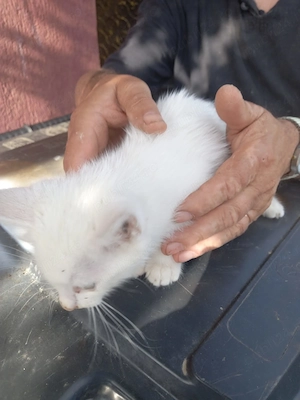 Vânzare pisică alba angora turcia. Fără pedigree  - imagine 2
