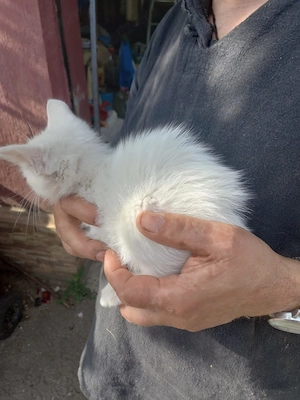 Vânzare pisică alba angora turcia. Fără pedigree  - imagine 3