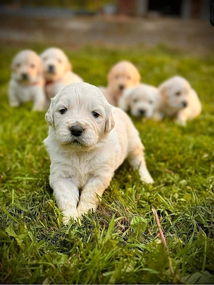 Golden Retriever 