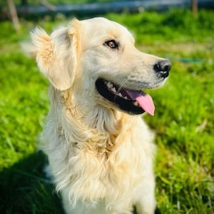 Golden Retriever  - imagine 2