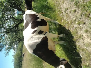 Vacă holstein de vânzare bună de lapte  - imagine 3