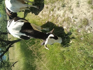 Vacă holstein de vânzare bună de lapte  - imagine 4
