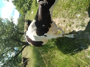 Vacă holstein de vânzare bună de lapte  - imagine 2