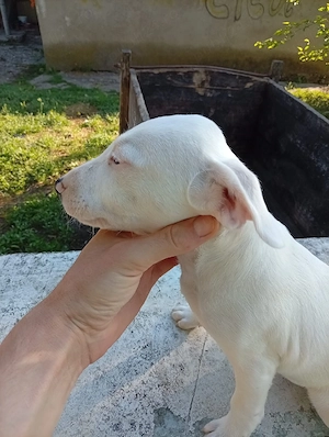 Bull Terrier cu pedigree - imagine 3