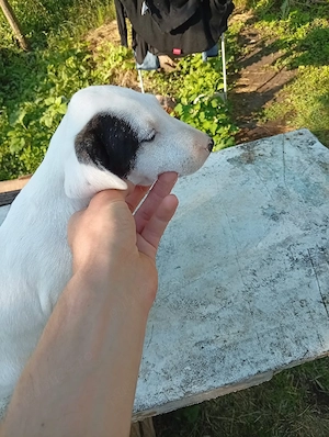 Bull Terrier cu pedigree - imagine 4